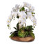 Real Touch 6-Stem Phalaenopsis Silk Orchids with Succulents Floral Arrangement