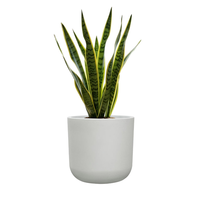 11" H Plastic Cylinder Plant Pots, Flower pot for Indoor Plants with Drainage Holes and Plug, Outdoor Garden Planters, Weather-Resistant and UV-Resistant, Modern Decorative for Home, Chalk Beige