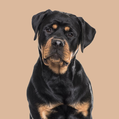 " Rottweiler Dog " by Globalp