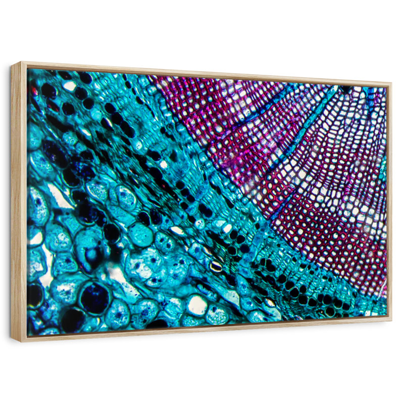 Pine Stem Under Microscope, Floating Frame Natural Wood, 46" X 31"