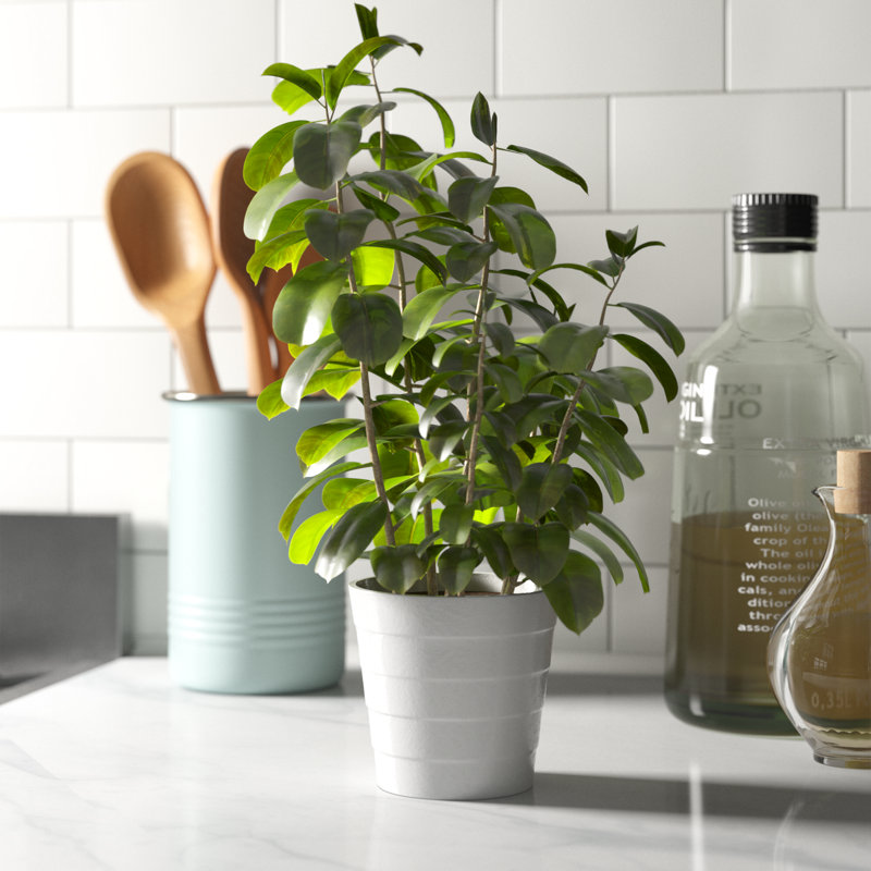 16'' Faux Peperomia Plant in Planter