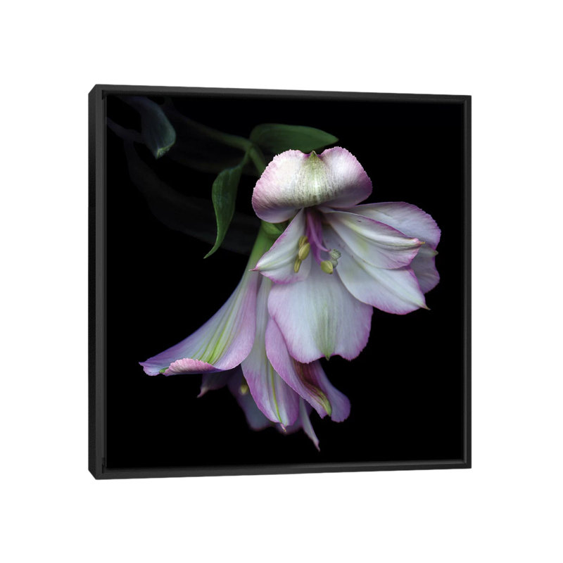 «I Feel Pretty, Ooohh So Pretty», reproduction de photo sur toile tendue, H 18 po x l 18 po x P 1,5 po, Toile encadrée noire