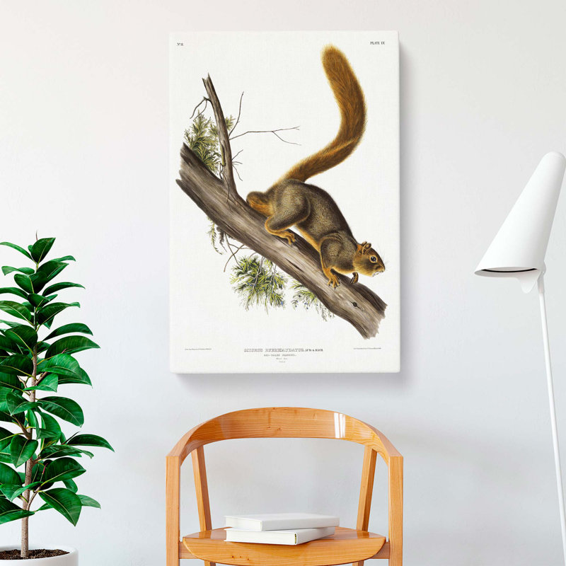 Red-tailed Squirrel by J.W. Audubon - Wrapped Canvas, 76cm H x 50cm W x 3cm D