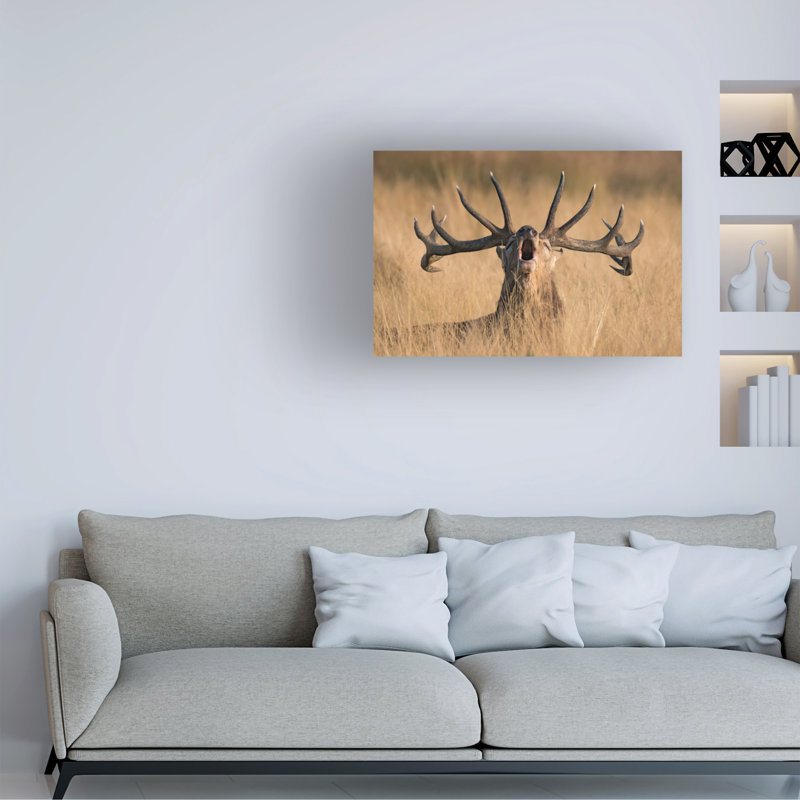 Art sur toile «boline Kutub Uddin Ready to Rut», H 16 po x l 24 po