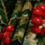 Tapisserie murale Christmas Holly and Berries-133640608