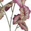 Annelies Arrangement