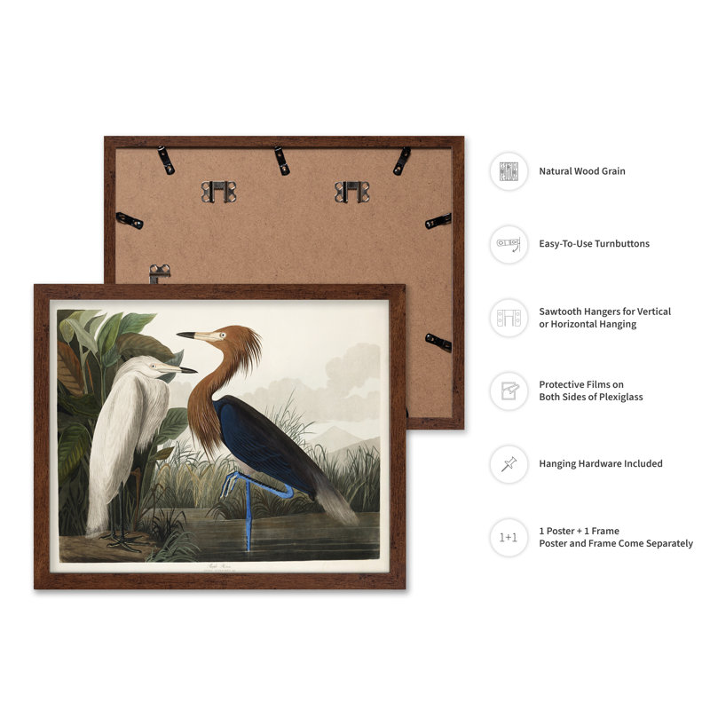 John James Audubon - Héron mauve, Poster, Brown Framed, 11"H x 14"W