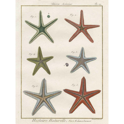 ArtDirect Wild Apple Portfolio Gallery Wrapped Canvas Art Titled: Histoire Naturelle Starfish II