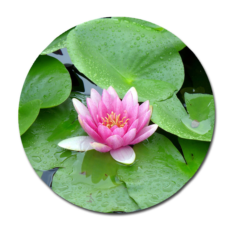 Purple Lotus Lilly Pads Print, 36" H x 36" W x 2.5" D