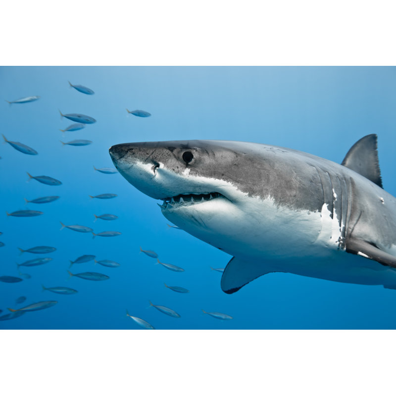 Great White Shark by Vladoskan - Wrapped Canvas Print, 30cm H x 46cm W