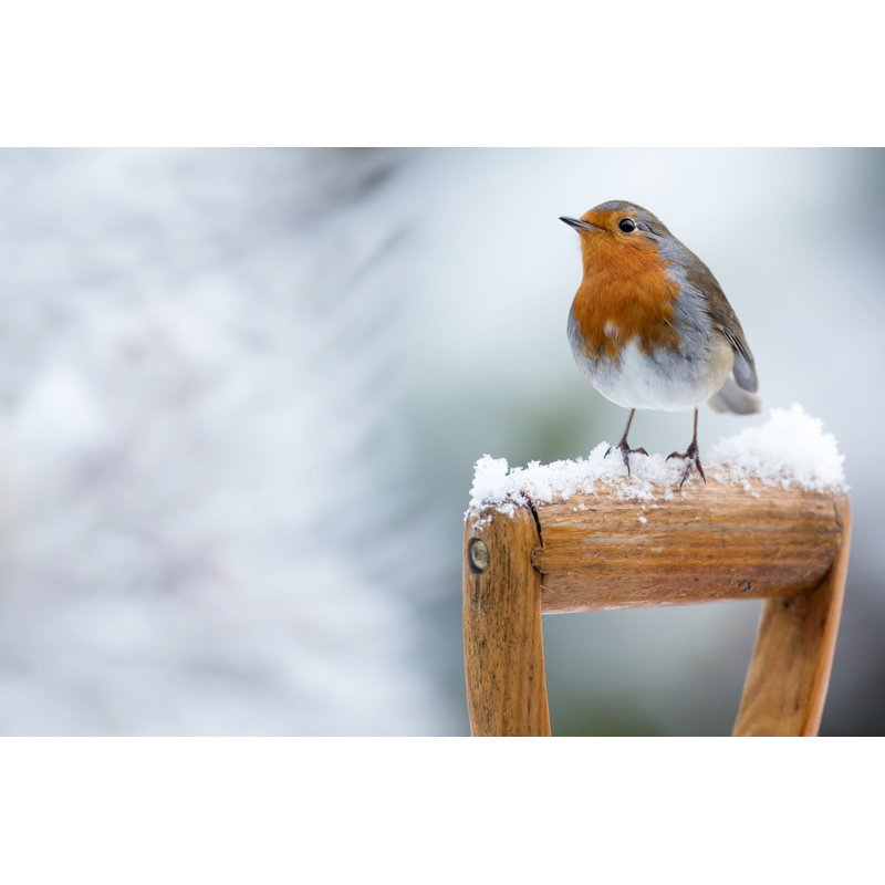 Robin (Erithacus Rubecula) by Andrew_Howe - Wrapped Canvas Print, 30cm H x 46cm W x 3.8cm D