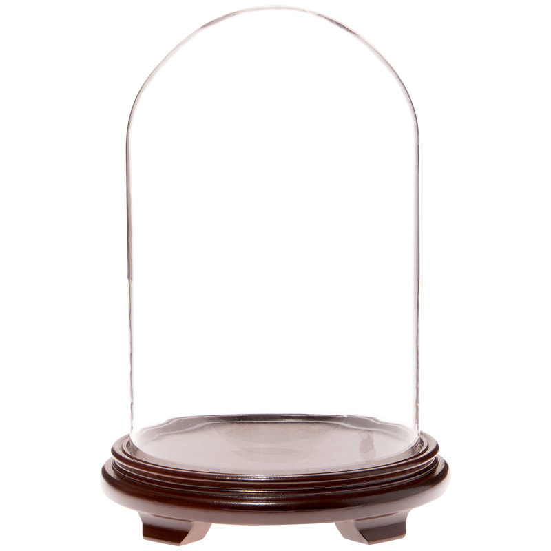 Cloche en verre 9,75 "x 15" Brighton, Base en placage de bois de noyer