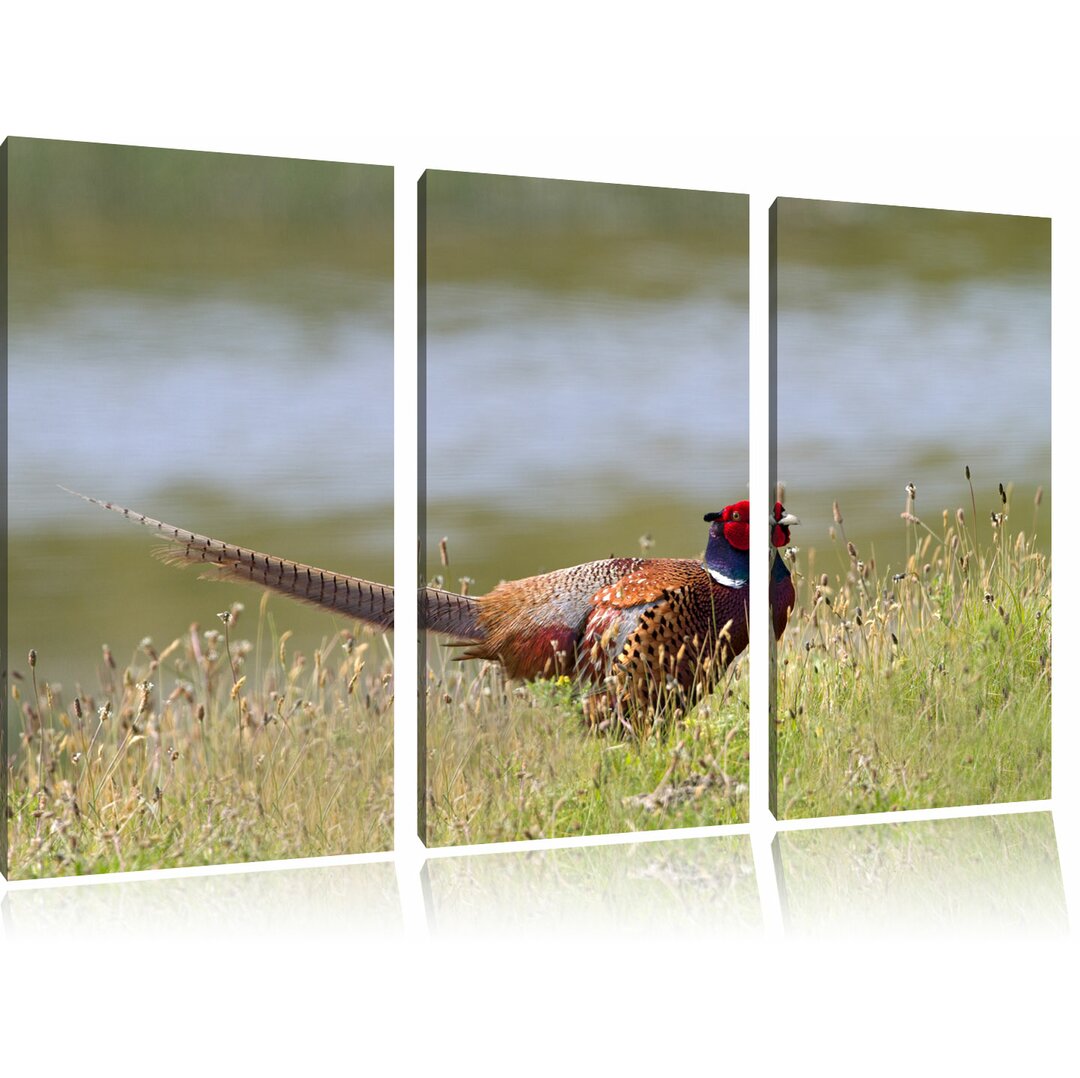 3-tlg. Leinwandbilder-Set „FarbenPrächtiger Fasan auf Frühlingswiese“, Fotodruck