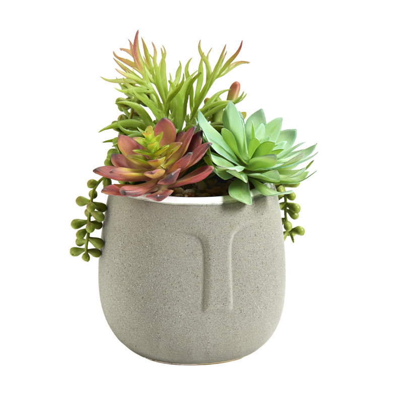 Plantes grasses mélangées dans un pot aztèque gris
