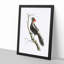 White-Billed Woodpecker by George Shaw - Framed Print-55641301-55641303