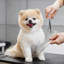 Ensemble de ciseaux de toilettage pour animaux 4 pièces, trousse de tonte professionnelle pour chien et chat avec pointes rondes de sécurité