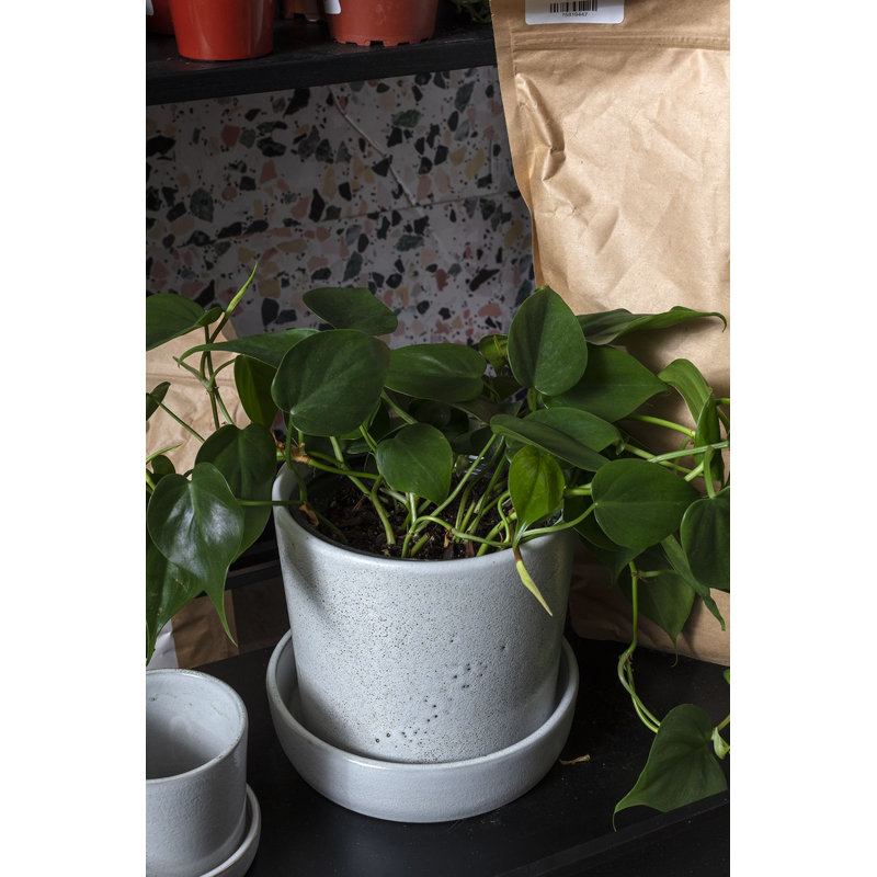 Pot à fleurs en céramique Zandra, Blanc cassé, H 6,5 po x l 6,75 po x P 6,75 po