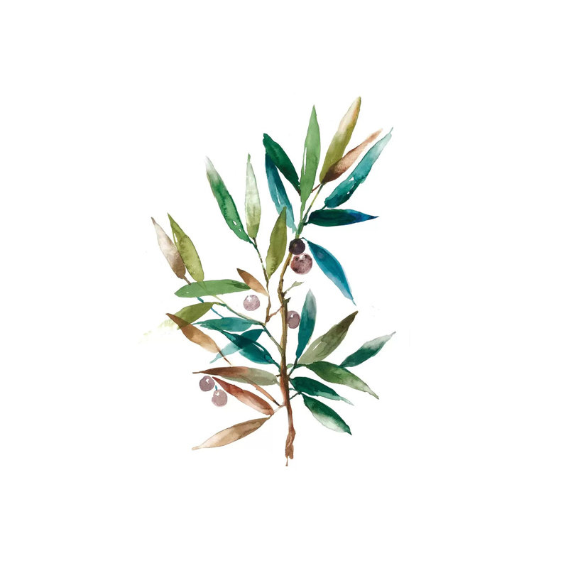 Olive Branch II by Asia Jensen - Wrapped Canvas Painting, 101.6 cm H x 66.04 cm W x 3.175 cm D