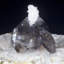 Punk Rock! Quartz fumé avec quartz mohawk - Mooralla, Australie