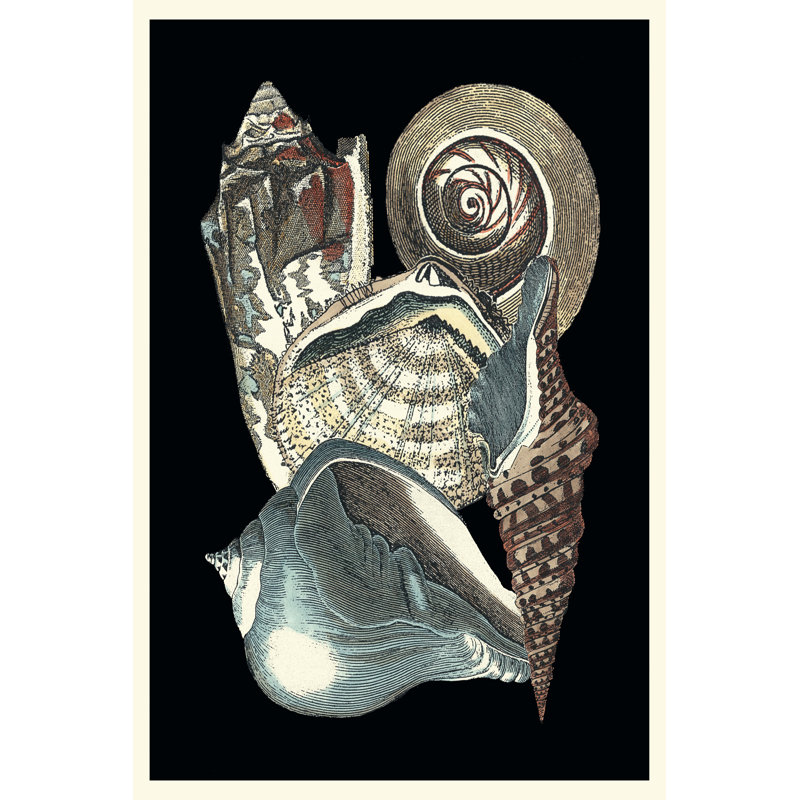 Seashell Anthology I - Wrapped Canvas Print, 46cm H x 30cm W