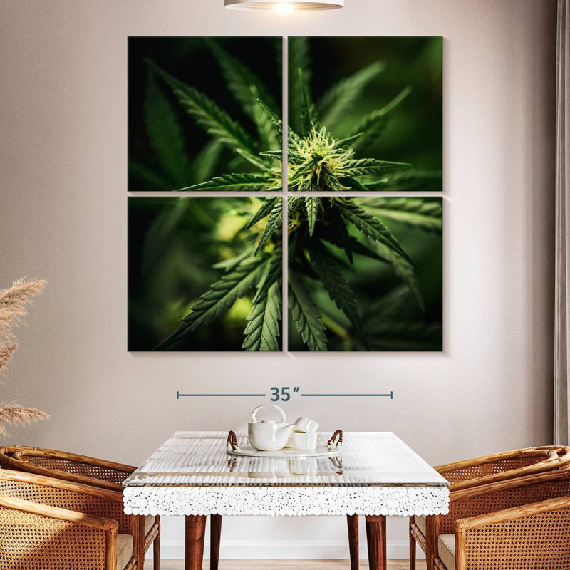 Freshly Bloomed Marijuana