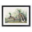 Mallard Ducks by John James Audubon - Picture Frame Art Print-55576592-55576593