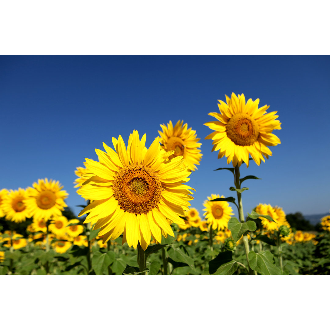 Sonnenblumenfeld in der Provence von Choja - Fotodruck