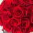 Preserved Roses Arrangement in Open