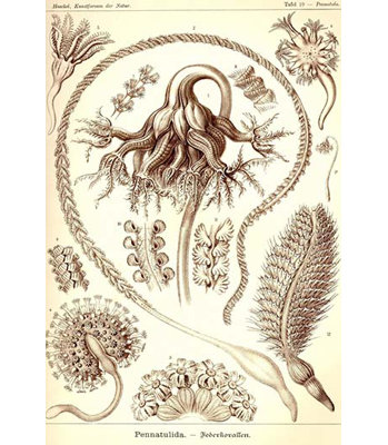 Sea pens-impression d’art graphique