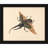 Hercules Beetle (ca. 1758)