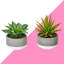 Ensemble de 2 succulentes yucca artificiels en pot 2 pièces 2,5 po