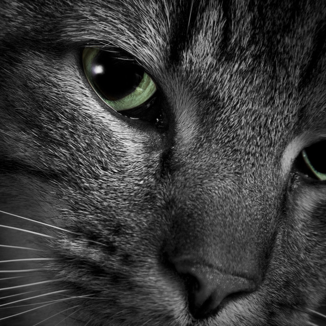 Selective Color Green Cat Eye von Drbimages - Kunstdrucke auf Leinwand