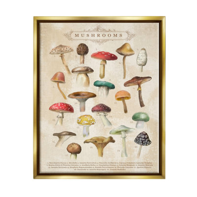 «Vintage Mushroom Nature Study» par Amylee Week, impression