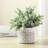 8.9'' Faux Eucalyptus Plant in Cement Pot