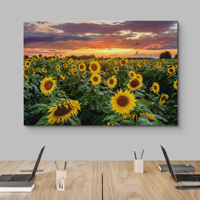 Tournesol, coucher de soleil, horizon, champ de tournesols, nature sauvage - photographie à cadre flottant