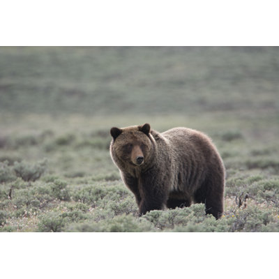 Grizzly Bear In Sagebrush by Jill Richardson - Wrapped Canvas Print