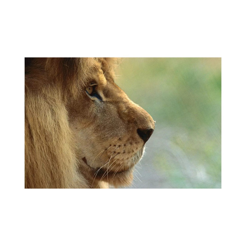 African Lion Male Portrait by ZSSD - Wrapped Canvas Print, 20.32cm H x 30.48cm W x 1.905cm D