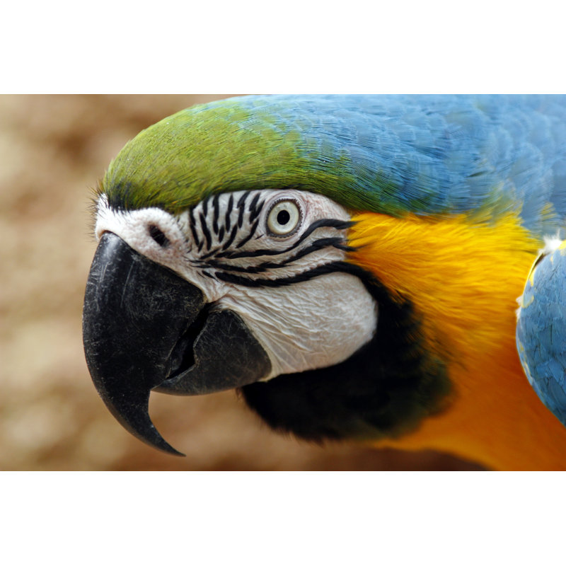 Macaw by Filo - Wrapped Canvas Print, 30cm H x 46cm W