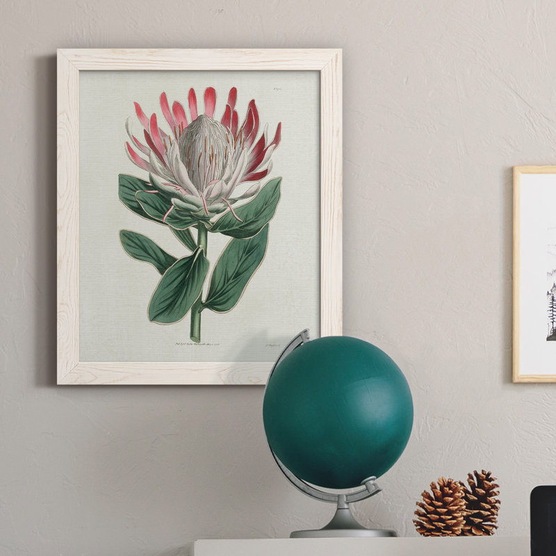 Protea N13 - Peinture sur toile encadrée, Cadre blanc, H 24 po x l 18 po x P 1,5 po