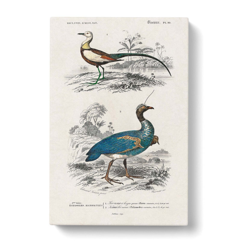 Bird Illustrations PL. 10 by Charles D' Orbigny - Wrapped Canvas Painting, 50cm H x 35cm W x 3cm D