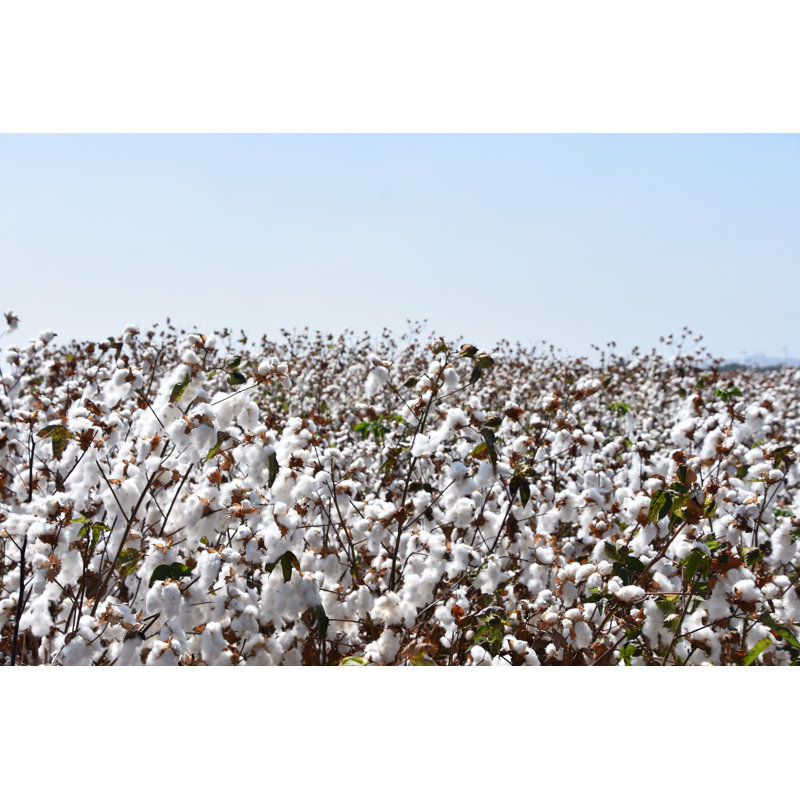 Cotton Field by Tzahiv, 12" H x 18" W