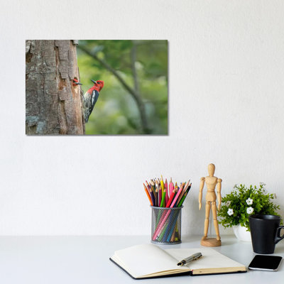 USA, WA. Red-Breasted Sapsucker (Sphyrapicus Ruber) Mated Pair at Their Nest in a Red Alder Snag. 1 Piece Wrapped Canvas Wall Art