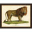 Small Antique Lion Print