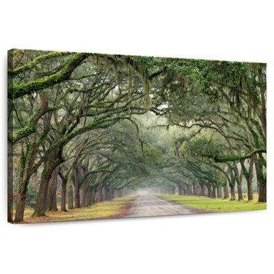 Harnek Lane Of Oaks
