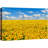 Sunflower " Vibrant Yellow Summer Sunflowers "-99543350