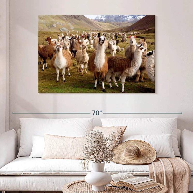 Brampt Peruvian Alpacas And Llamas, 32" H x 48" W
