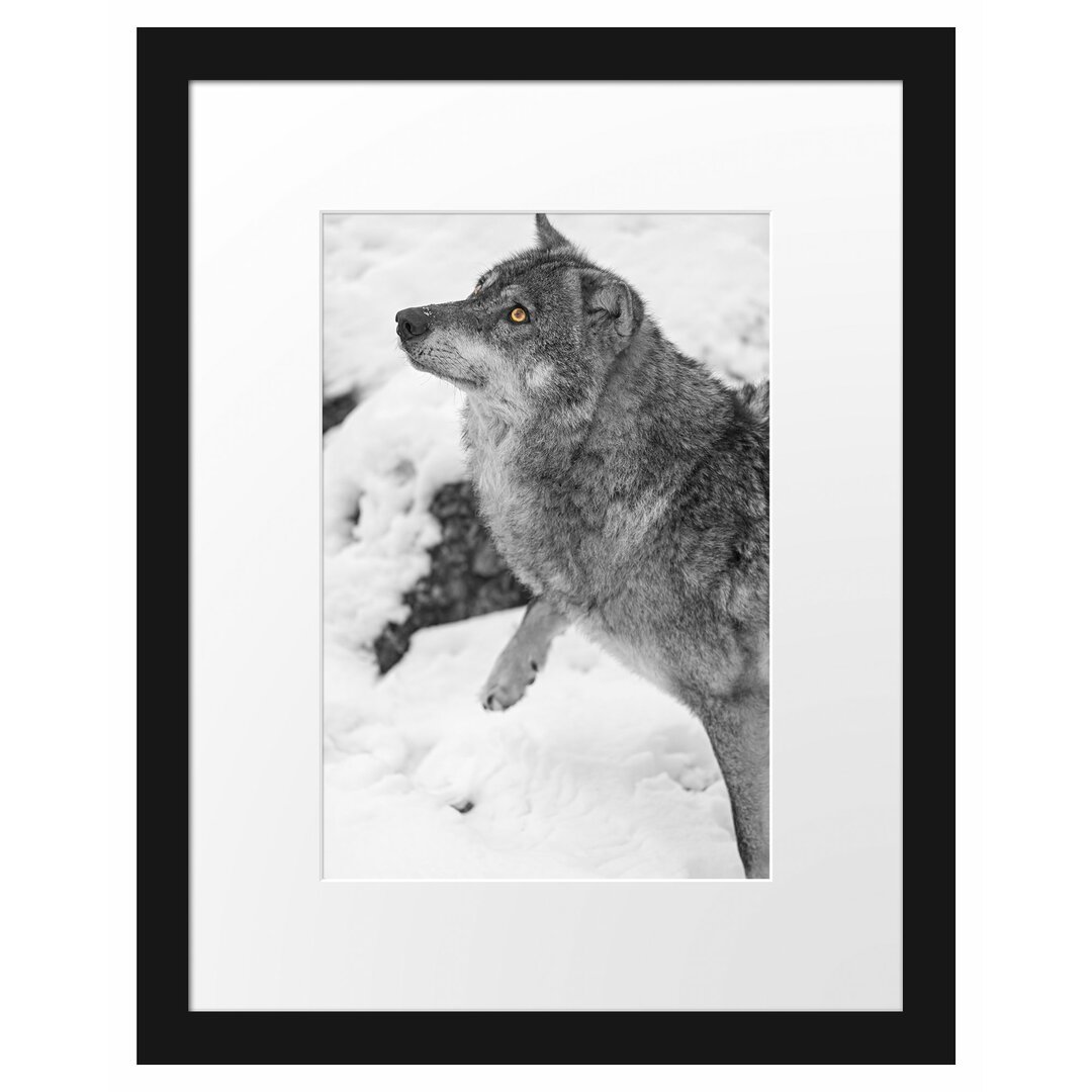 Gerahmtes Poster Schöner Wolf im Schnee