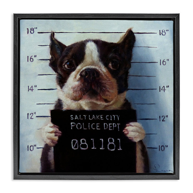 Boston Terrier Jail reconnu coupable Mugshot, H 18 po x l 18 po, Cadre flottant noir de jais