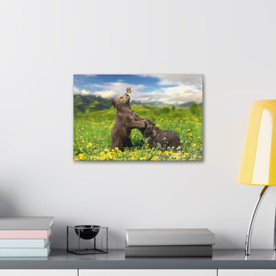 «Black Bears in The Spring Nature Wilderness», photographie sur toile
