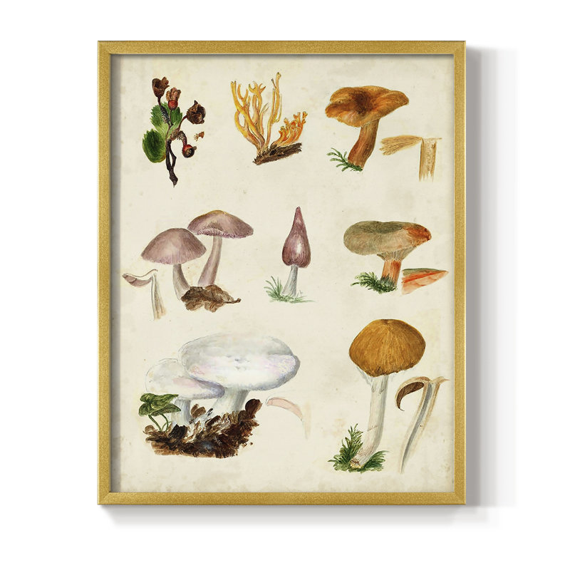 «Mushroom Species VI», reproduction encadrée - bois massif, H 28 po x l 22 po